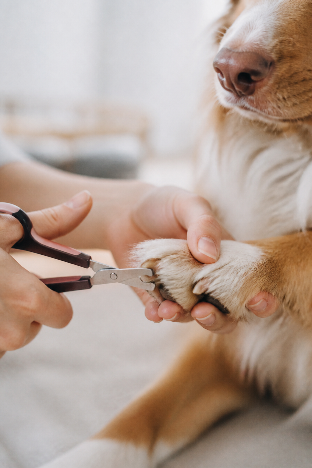 Coupe-griffes de type ciseaux positionné sur la griffe d'une patte avant tenue à plat dans la main